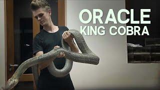 ORACLE THE HUGE KING COBRA!