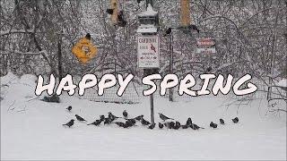 Happy Spring from NaturesFairy my snowy backyard Bellingham Massachusetts