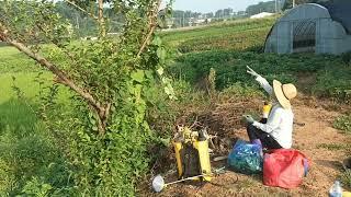 당진 텃밭 8월 3주차, 수세미가 자라고 있네요  그디어 엄청난 수확량 공개 합니다