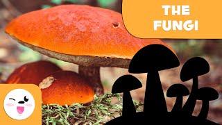 What are fungi? - The Fungi Kingdom for kids