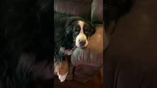 Lazy day with Zoey