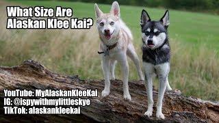 Alaskan Klee Kai size: How big are 'Mini Huskies'?