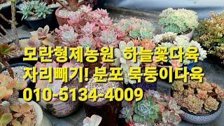 모란형제농원  하늘꽃다육 자리빼기! 분포 묵둥이다육 010-5134-4009