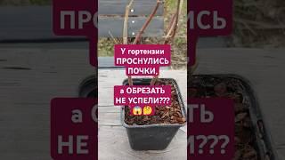 Что делать, если не успели обрезать гортензию, а почки уже проснулись? #shorts #garden #гортензии