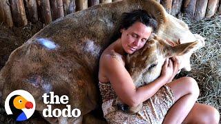 Neglected Cow Melts Into Her Rescuer's Arms | The Dodo Heroes