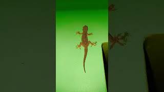 lizard sound #short