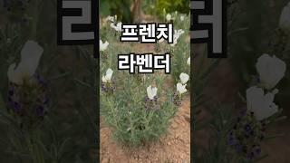 꽃이팡팡 ~프렌치라벤더~