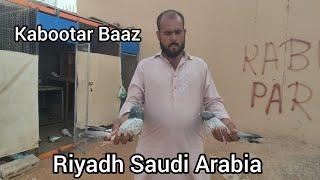 International Kabootar Baaz! Saudi Arabia Riyadh! Teddy golden kamgar!