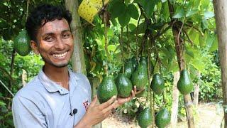 Avocado fruit  মেক্সিকান ফল অ্যাভোকাডো ( ৫ শ টাকা কেজির ফল) বাণিজ্যিক চাষ করছেন হারুন অর রশিদ মুছা