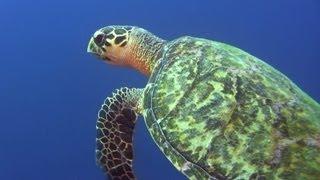 Tauchen auf Curacao (Diving Curacao)/Duiken op Curaçao