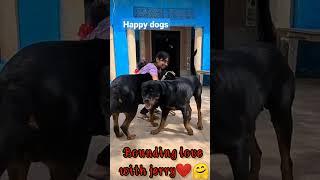 anshu & jerry Bounding love#shortvideo #@THEROTT @snappygirls02 @snappygirlsshorts6069 