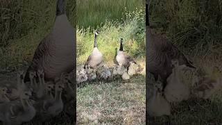 Talk to me Goose!