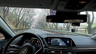 대한민국 가평 벚꽃길 POV 드라이브 | Cherry blossom road POV drive in Gapyeong, South Korea | 4K ASMR