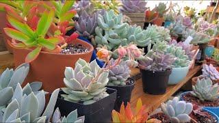 10 Echeverias HERMOSAS!!  | Nombres, tips y más | Suculentas hermosas para tu colección.