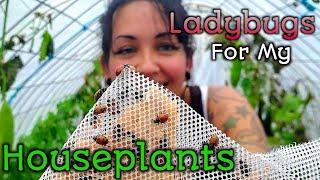 I bought 1500 Ladybugs For A Spider Mite Infestation!- Using Beneficial Bugs For Pest Control