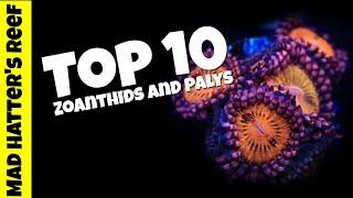 Top 10 Most Stunning Zoanthids and Palys