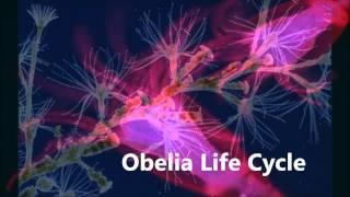 Obelia life cycle