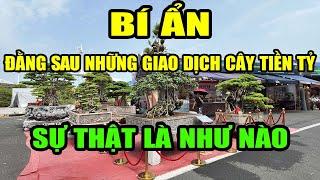 Bí ẩn sau những thương vụ cây cảnh bạc tỷ, sự thật là như nào?