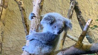 Koalas - Zoo Dresden