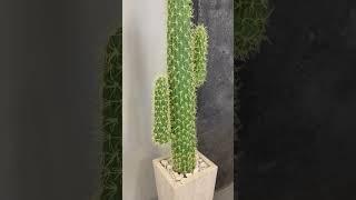 Cactus - студия камня #shorts