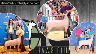 Haws Club Lambs - Beeville Texas