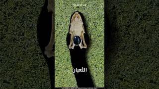 ما سر حجر الأفاعي