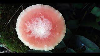 Родотус дланевидный Rhodotus palmatus Описание Съедобность Видео определитель