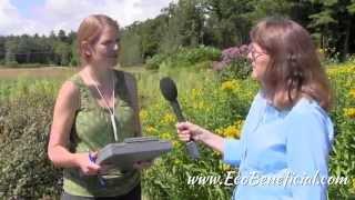 EcoBeneficial Interview: Supporting Pollinators - Natives vs. Native Cultivars