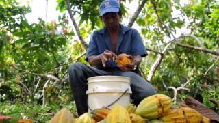 How cocoa farmers in Nicaragua are improving their incomes