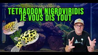 Tetraodons Nigroviridis je vous dis tout !