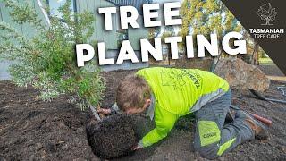 Tree Planting in Hobart - Tasmania