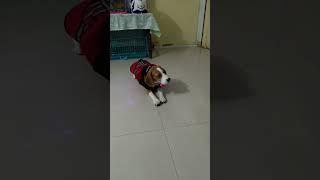 main hoon jack the beagle#beagle #viral #shorts #cutepuppy #cutepuppy #puppy #subscribetomychannel
