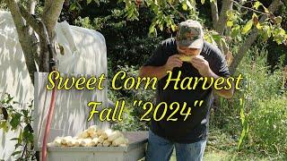 Harvesting Sweet Corn / Fall Crop of Incredible Sweet Corn / A Comeback Story!