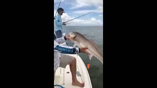 Using Vapor Shads to Catch Redfish!