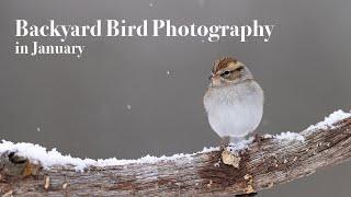 Backyard Bird Photography in January