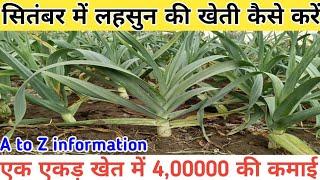 सितंबर में लहसुन की खेती कैसे करें || September Me Lahsun Ki Kheti Kaise Karen || Garlic Farming