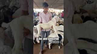 GULABI SOJAT GOAT FOR SELL AJMER BAKRA MANDI LIVE UPDATE COVER WITH PRICE RAJASTHAN BIGGEST MANDI