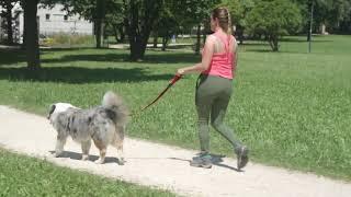 Ergocomfort Linear: Ultimate Comfort for Dog Walks with Collar, Leash, and Harness