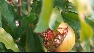 BEAUTY OF NATURE AND FRUITS KPK PAKISTAN