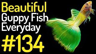 Guppy Channel - Beautiful Guppy Fish Everyday 134