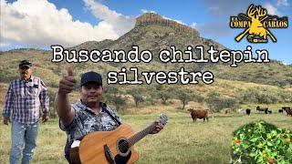 NOS FUIMOS A BUSCAR CHILTEPIN SILVESTRE Y TAMBIÉN ENCONTRAMOS MUCHAS COSAS EN EL CAMINO