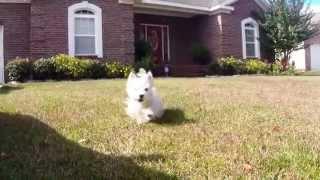 Westie's Journey Back Home (GoPro Hero 3)