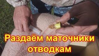 Раздаём маточники отводкам