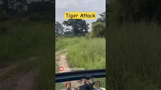 Tiger Attack  - Jim Corbett National Park #shorts #jimcorbett #tiger