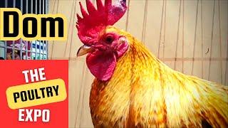 Poultry Expo | Dom | Henny | Gull | Hatches | Hulsey Fowl