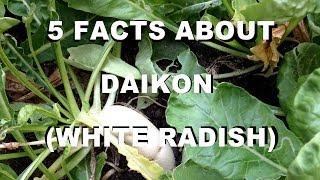 5 facts about daikon (white radish)