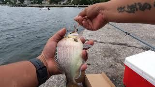 How To Catch Scup - Porgy Fishing Newport Rhode Island