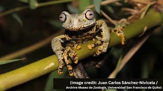 Otherworldly 'Lord of the Rings' frog discovered in the mountains of Ecuador