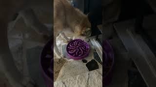 Checo’s Diet