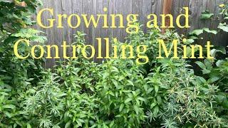 Don’t be afraid to grow Mint in the ground!! How to do it and keep it controlled.